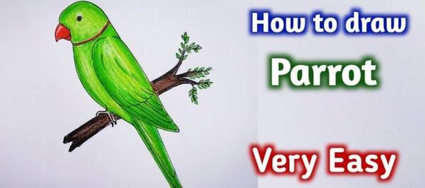 عکس های کارتونی طوطی