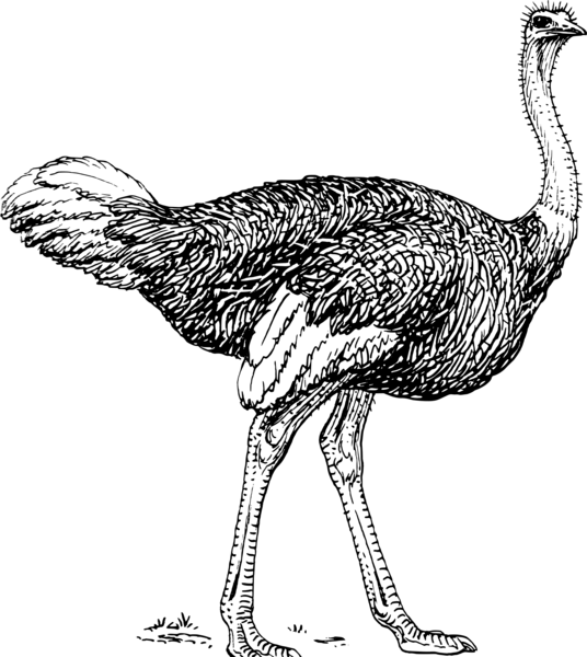 عکس کارتونی شترمرغ