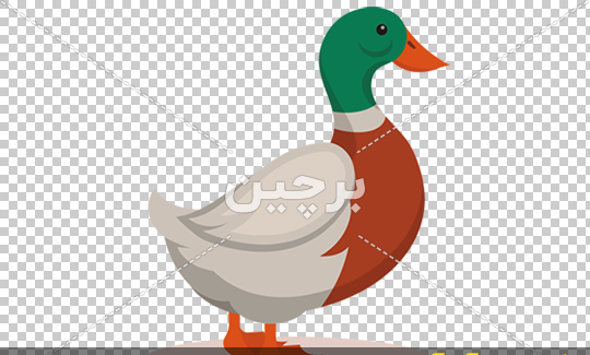 عکس های کارتونی اردک
