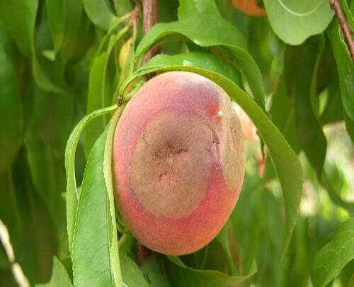 عکس میوه درخت قهوه