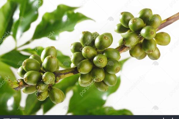 عکس میوه درخت قهوه