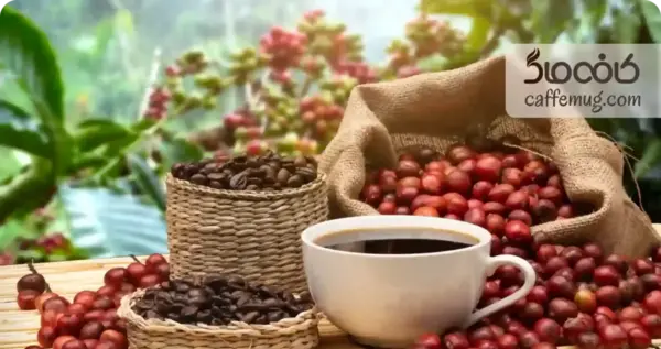 عکس میوه درخت قهوه