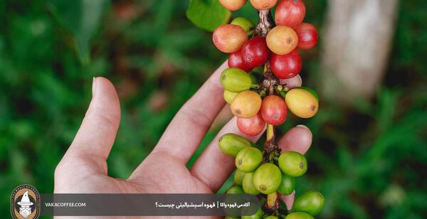 عکس میوه درخت قهوه