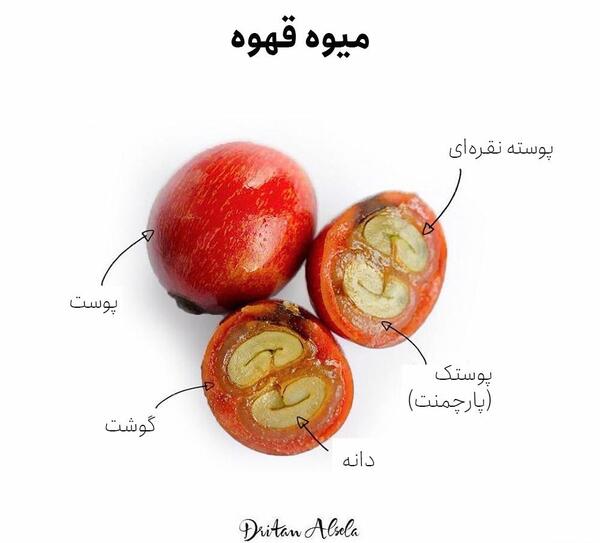 عکس میوه ی قهوه