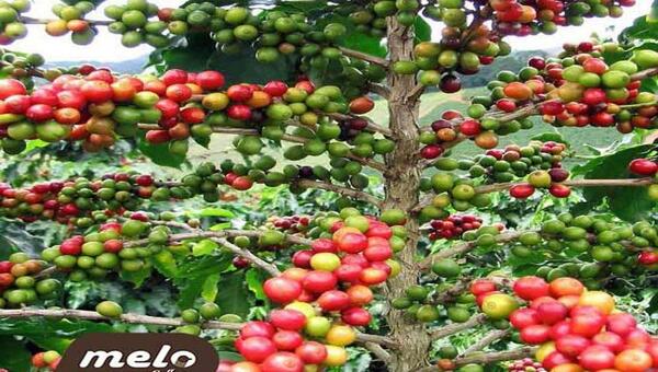 عکس میوه ی قهوه