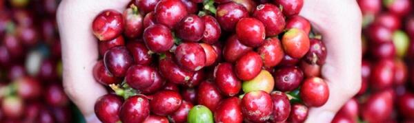عکس میوه ی قهوه