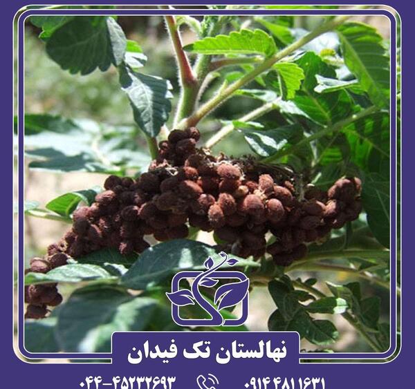 عکس گیاه قهوه ای