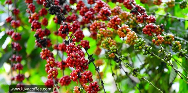 عکس گیاه قهوه ای