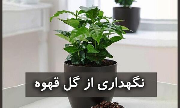 عکس گیاه قهوه ای