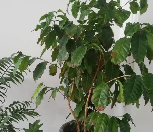 عکس گیاه قهوه ای
