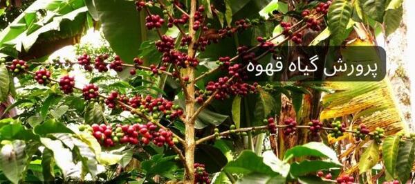 عکس گیاه قهوه ای