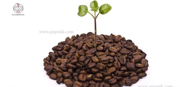 عکس درخت قهوه سبز
