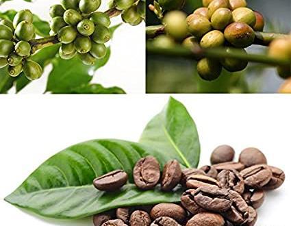 عکس درخت قهوه سبز