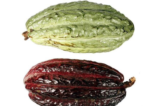 عکس درخت قهوه سبز