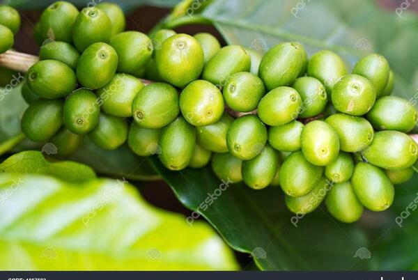 عکس درخت قهوه سبز