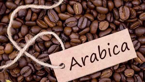 عکس قهوه عربیکا و روبوستا