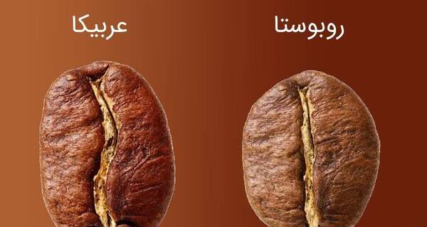 عکس قهوه عربیکا و روبوستا