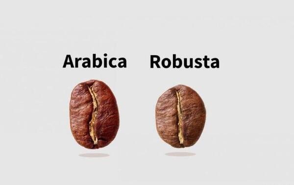 عکس قهوه عربیکا و روبوستا