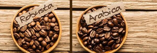 عکس قهوه عربیکا و روبوستا