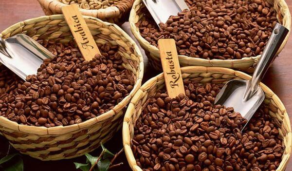 عکس قهوه عربیکا و روبوستا