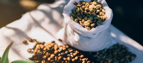عکس گیاه قهوه عربیکا