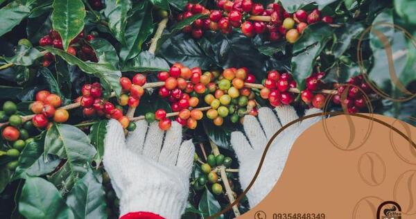 عکس گیاه قهوه عربیکا