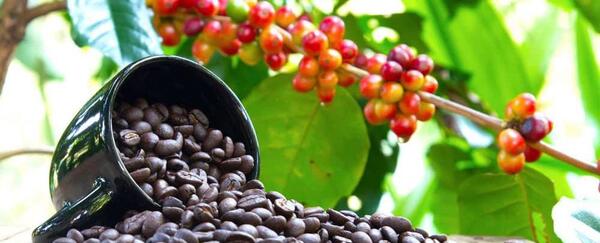 عکس گیاه قهوه عربیکا