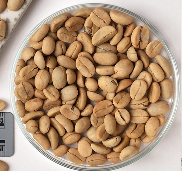 عکس گیاه قهوه عربیکا