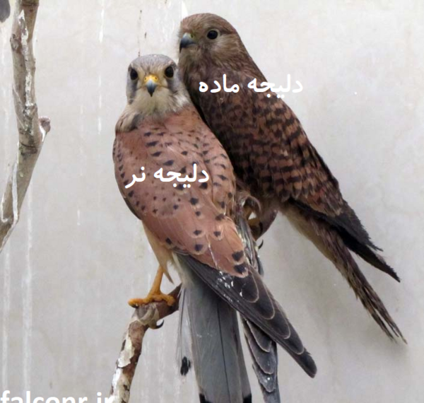 عکس جوجه شاهین قهوه ای