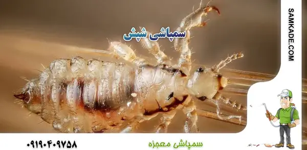 عکس شپش سر قهوه ای