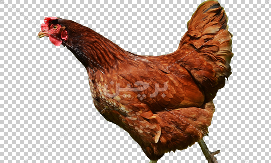 عکس قهوه ای شیک