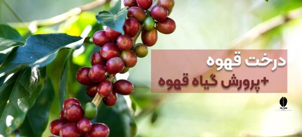عکس درخت قهوه روبوستا