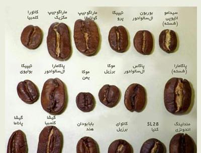 عکس درخت قهوه روبوستا