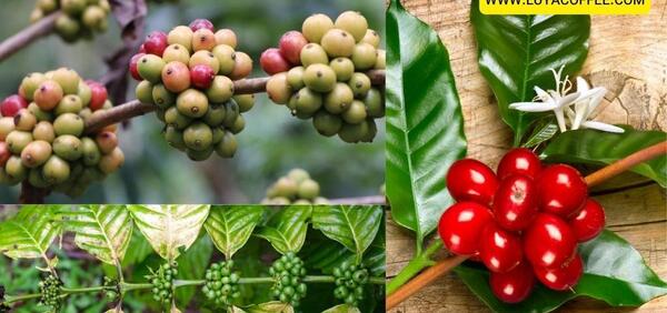 عکس از قهوه روبوستا