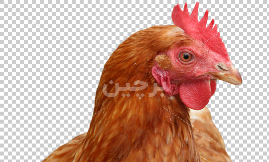 عکس رنگ قهوه ایی