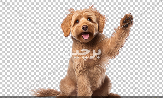 عکس سگ قهوه ایی