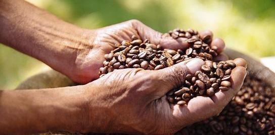 عکس قهوه اسیاب نشده