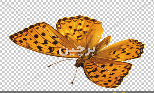 عکس های قهوه ایی