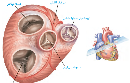 عکس متحرک قلب انسان