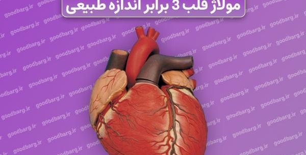 قلب انسان عکس واقعی