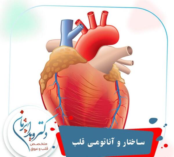 قلب انسان عکس واقعی