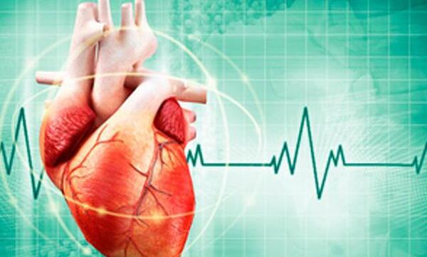 قلب انسان عکس واقعی