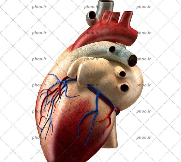 عکسهای زیبا از قلب انسان