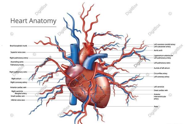 عکس از داخل قلب انسان