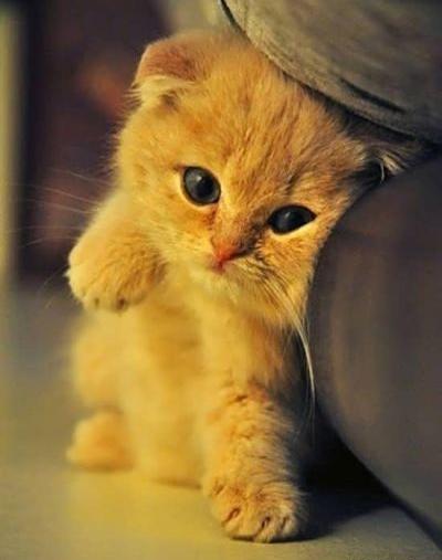 عکس قشنگ ترین گربه