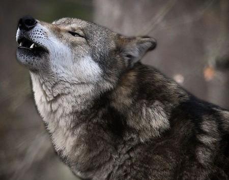 عکس گرگ های قشنگ