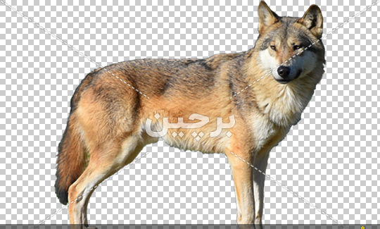دانلود عکس گرگ قشنگ