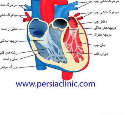 عکس قلب انسان با توضیحات