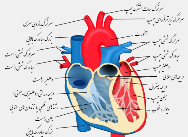 عکس دریچه های قلب انسان