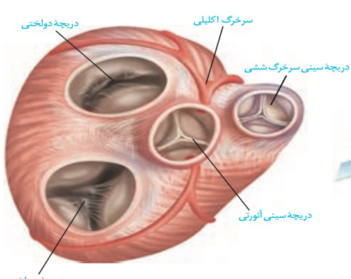 عکس دریچه های قلب انسان